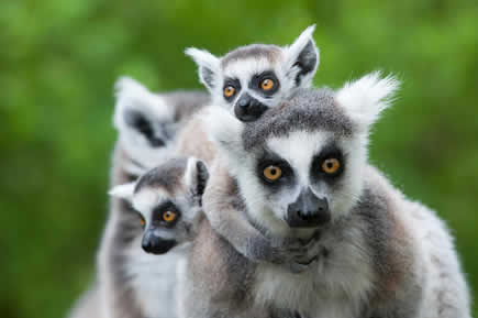 voyage de noces madagascar