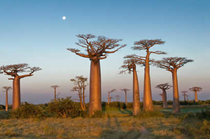 voyage de noces madagascar