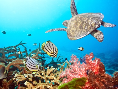 Voyage de noces aux Maldives