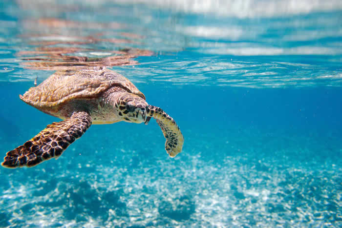 Voyage de noces aux Seychelles