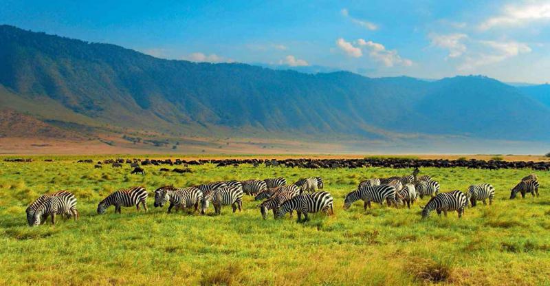 Safari Serengeti TANZANIE