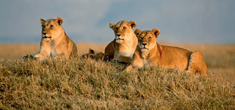 Safari Serengeti TANZANIE