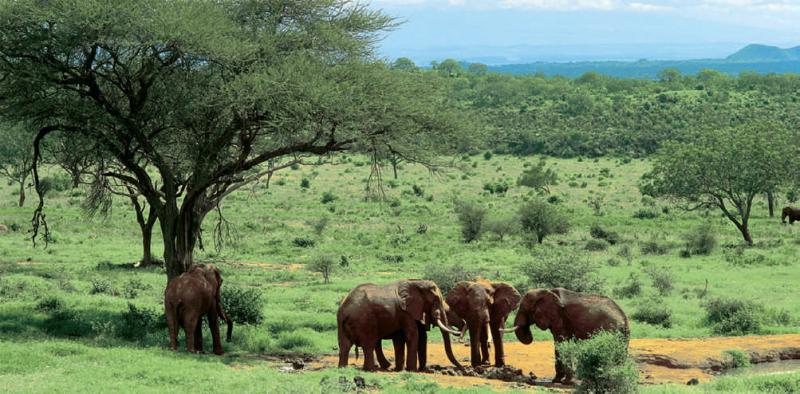 Combiné Safari Simba et Ocean KENYA