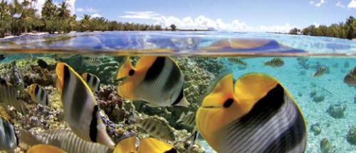 Taha'a Island Resort & Spa Pilotis POLYNESIE